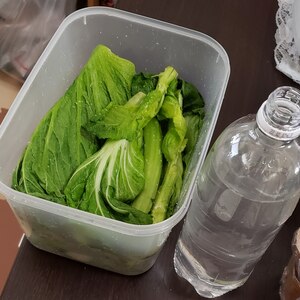 一般家庭でも作れる山形青菜漬けの塩漬け方法